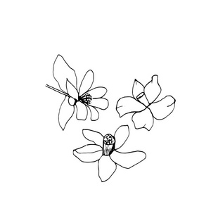 平面草图分支橙花.贺卡和其他印刷和 web 项目的说明照片