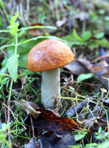 橙色帽牛肝菌蘑菇