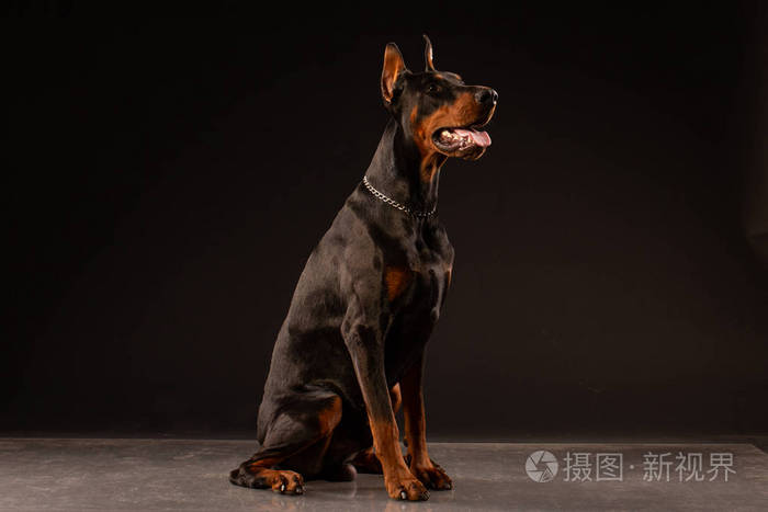 在黑色背景的短毛猎犬的肖像训练有素的狗