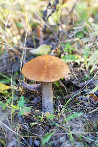 美丽的蘑菇牛肝菌