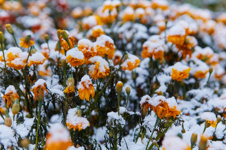 第一场雪落在橙色和黄色的花朵上。花冻死于第一霜