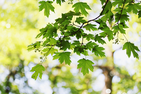 在春天的桤木春天树叶照片