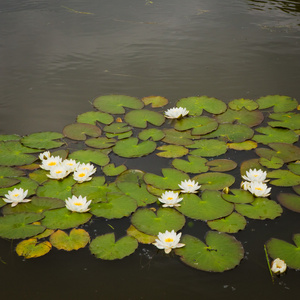 莲花花背景