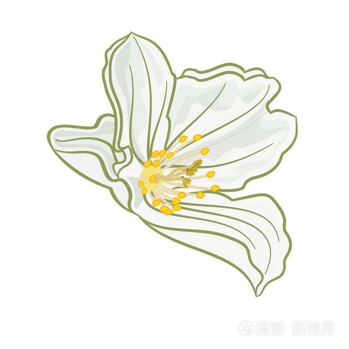 孤立的茉莉花矢量