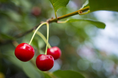 成熟的红樱桃在树枝上生长