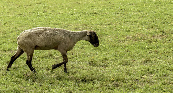 一只在牧场上漫步的令人窒息的羊