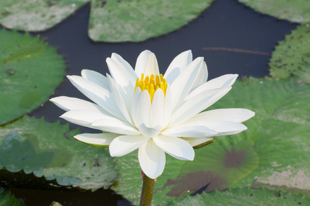 美丽的白莲花，在池塘里，在阳光下