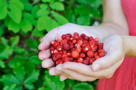 新鲜森林草莓，充分的手