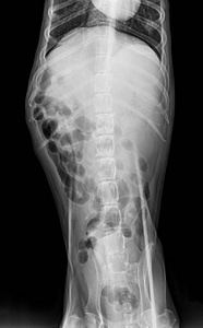 犬前观 x 线片在胸部标准和腹部兽医医学和兽医解剖概念黑白颜色中闭合