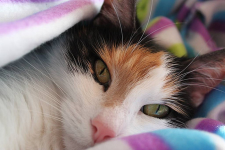 美丽的 tricolored 猫睡在床上