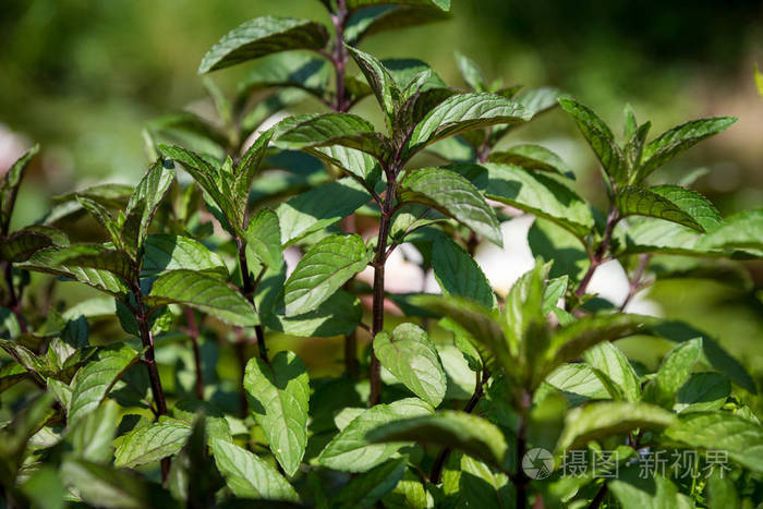 薄荷香健康的药草