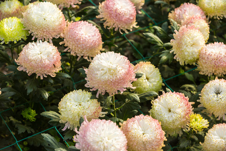 花, 花菊花, 菊花壁纸, 菊花秋季