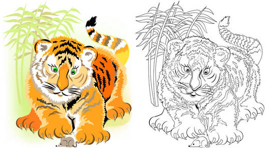彩色和黑白图案着色。插图可爱的老虎。儿童和成人工作表。矢量图像