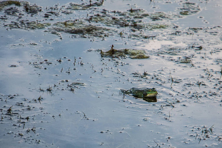 青蛙坐在水里等待猎物