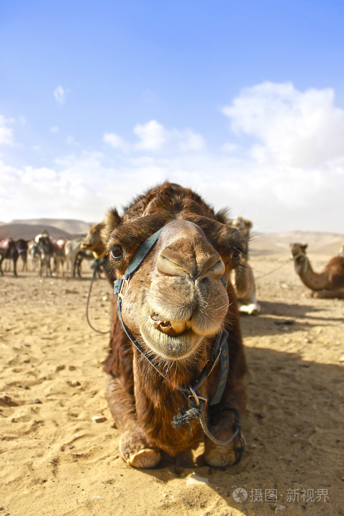 骆驼的头在沙漠中与滑稽的表情
