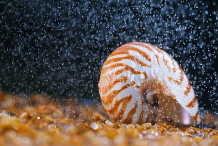 在雨滴下卵石上的海贝壳鹦鹉螺