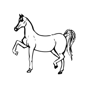 手工绘制的马素描。黑色线条绘图在白色背景上被隔离。矢量动物插画