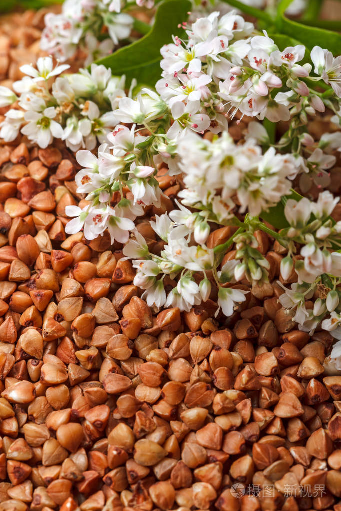 荞麦银币的生长背景下的荞麦花序