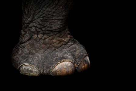动物的腿大象腿在怪物或原始动物的概念查出在黑色背景与剪裁路径照片