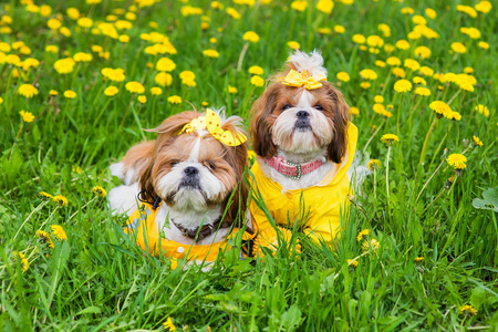 可爱的小狗坐在黄色的花朵在黄色的工作服与弓在绿色的草地在公园里。户外