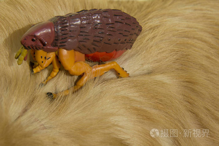 金猎犬狗毛皮上的大人工跳蚤