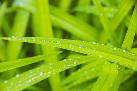 热带雨林中绿叶上的露珠