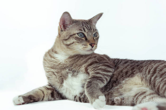 灰色的猫坐着, 看外面看起来很可爱
