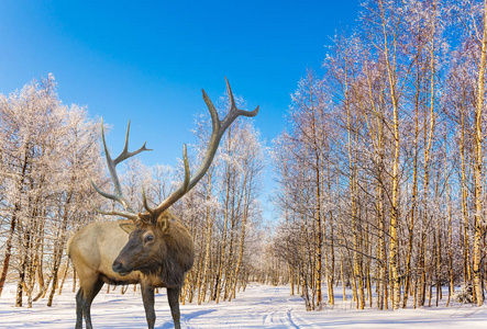 在雪覆盖的白杨树丛滑雪道上的宏伟驯鹿。圣诞老人的旅程。在白雪覆盖的森林里明亮寒冷的冬日。积极生态旅游理念