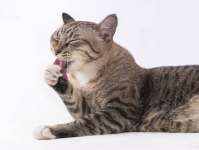 灰色的猫舔腿, 清洁身体本身在白色背景照片