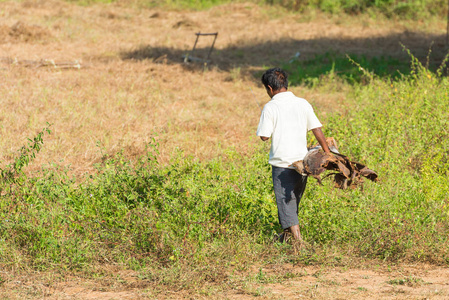 一个人在田野里, 手里拿着一棵干树在缅甸。复制文本空间