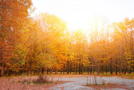 阳光明媚的秋季森林景观与橙色的枝叶和足迹