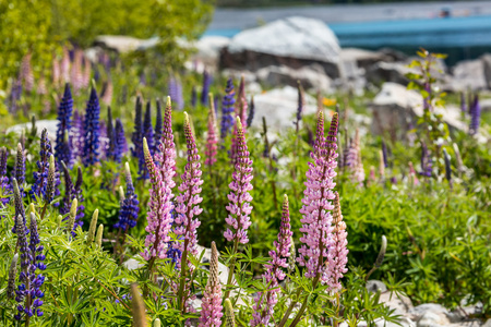 巍峨的大山，与 llupins 盛开，奥克兰，新西兰