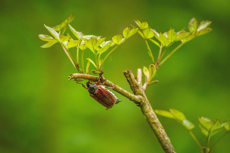 春天树上的大金龟甲虫