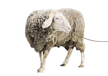 绵羊在白色背景, ram, 农场