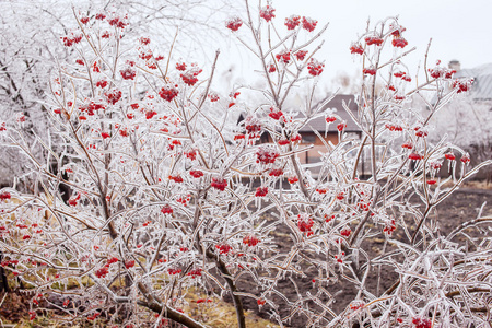 冰雪覆盖的分支荚蒾