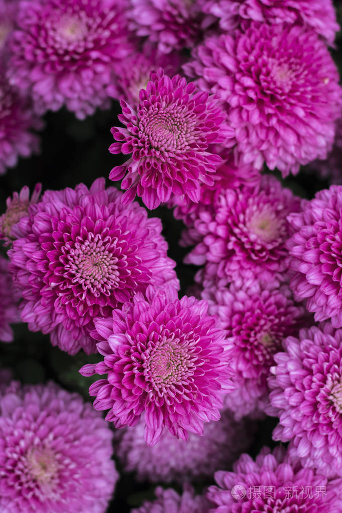 明亮的紫色菊花的自然背景美丽的花束
