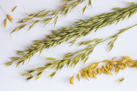 竞争作物在白色的背景燕麦的春天.关门了热门竞争照片