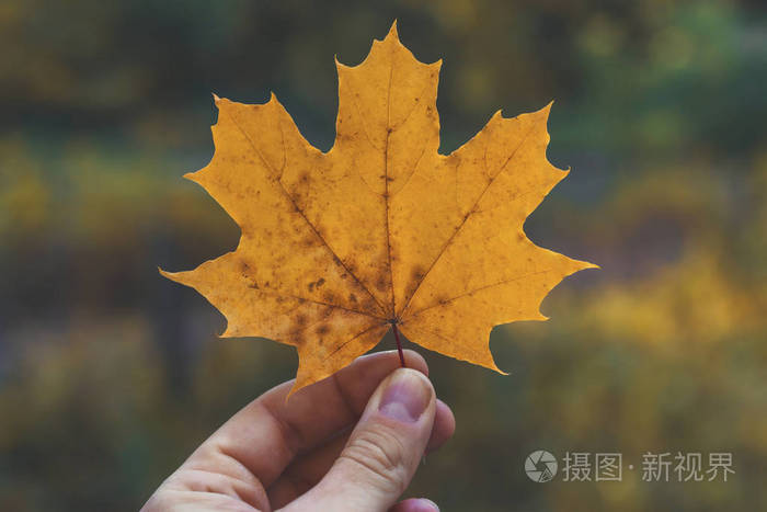 在美丽的森林背景下, 人类手中干枯的秋叶.风景如画的自然