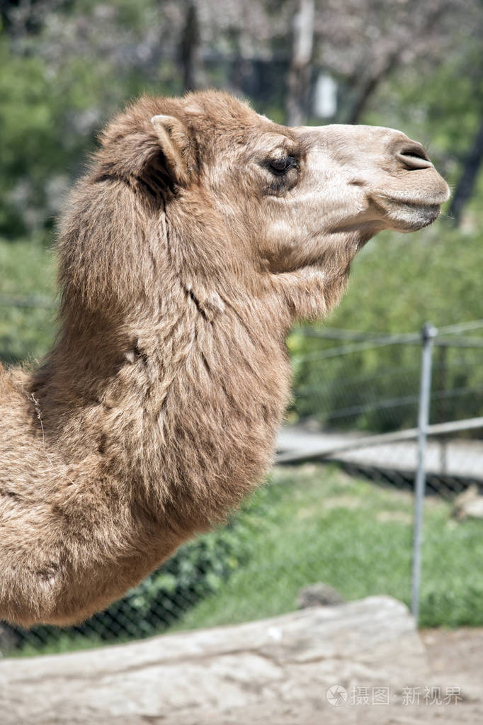 这是一只单峰骆驼的侧视图