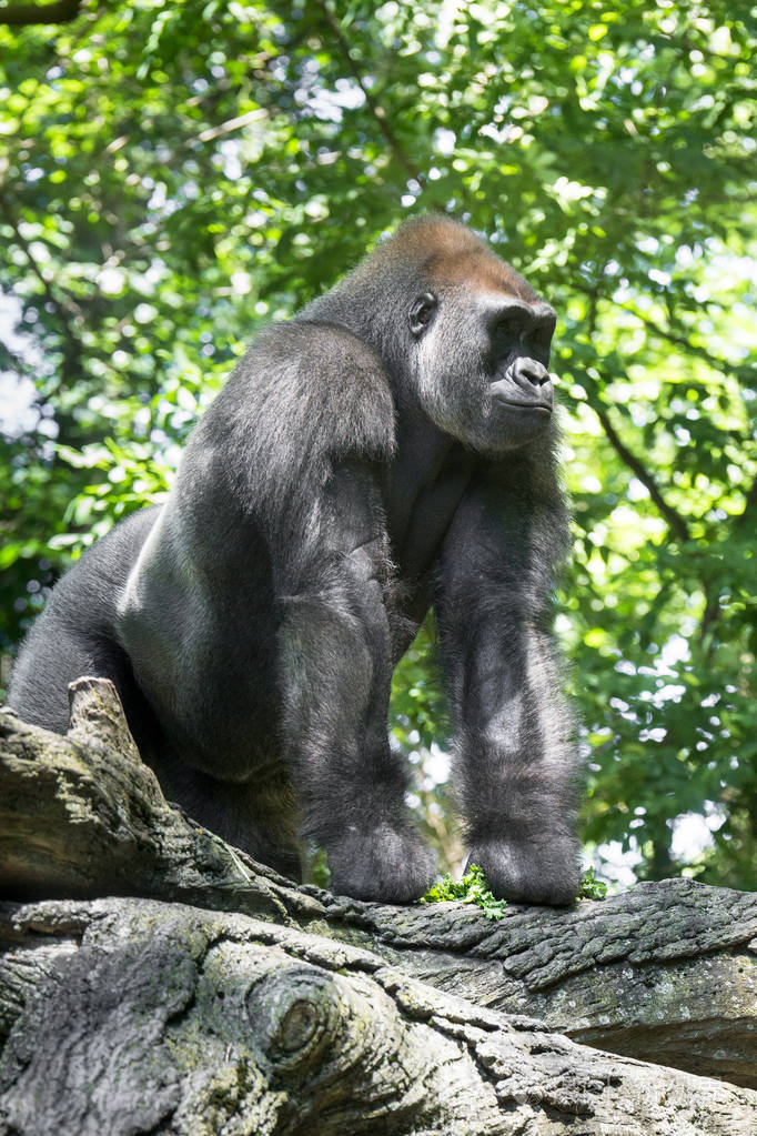 典型的西部低地大猩猩在绿叶树之间
