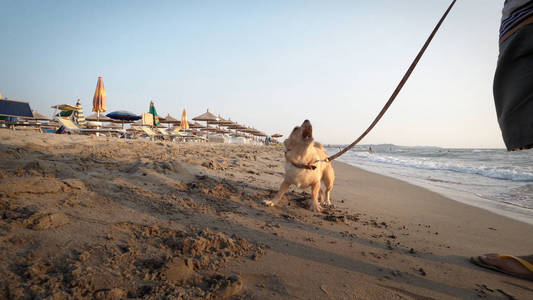 白天在沙滩上玩花边狗