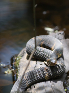 宽带状水蛇 Nerodia fasciata confluens 栖息在沼泽原木上