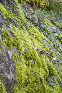天然石墙上的绿色苔藓