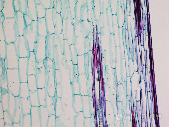 玉米茎显微图像