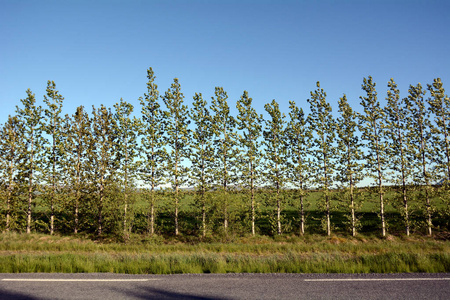 冰岛的一排树木充当防风林照片