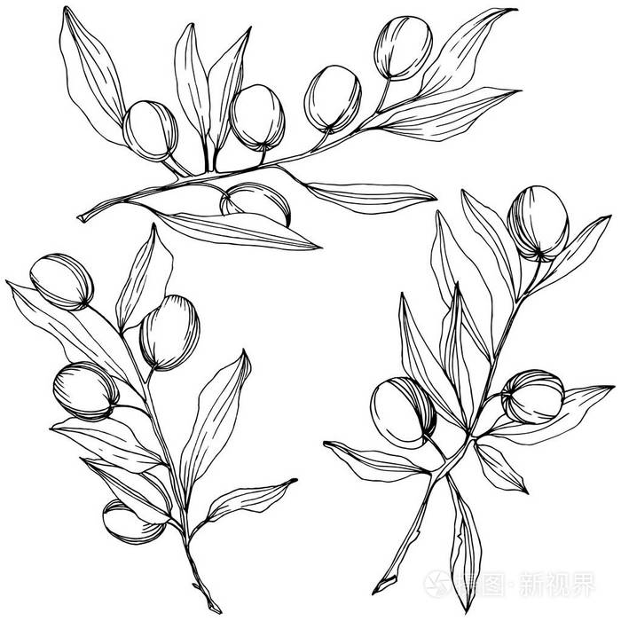 橄榄树在向量样式隔离黑白雕刻水墨艺术
