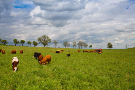 春天草地上的牛群