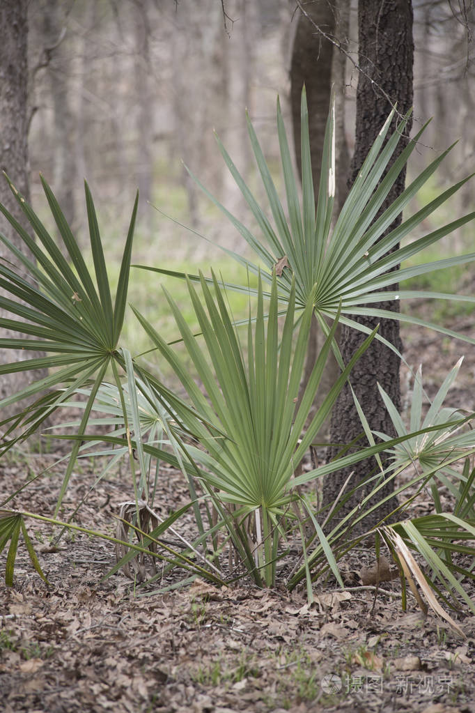 在森林深处生长的矮棕榈植物