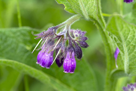 模糊背景下的野生常见紫草, 特写照片