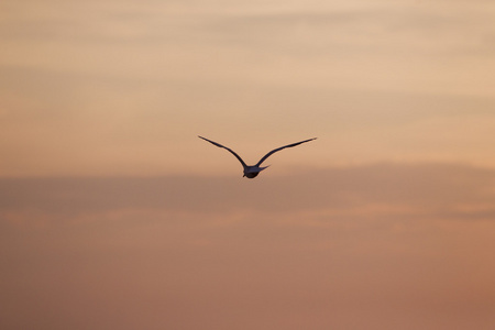 会闪烁的翅膀图片